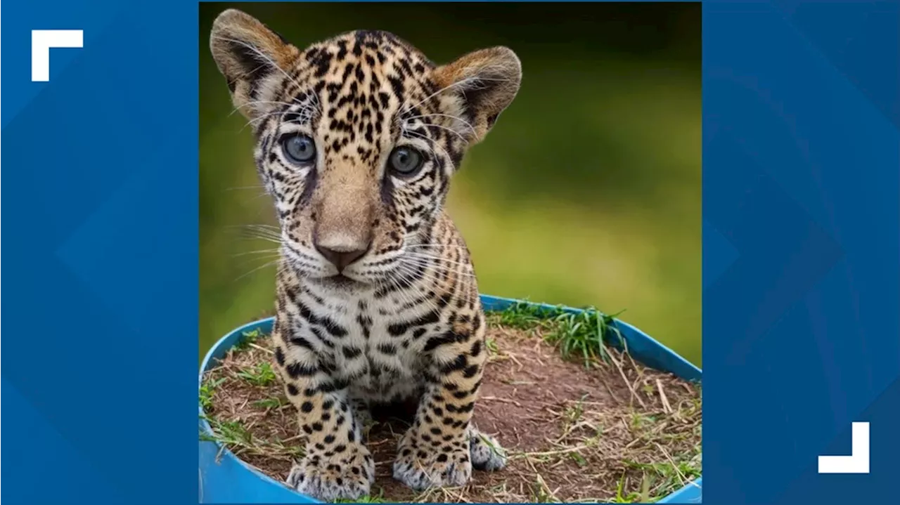 Beloved Jacksonville Zoo jaguar 'Banks' celebrates 1st birthday