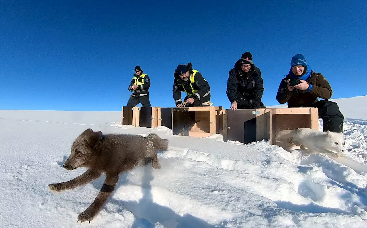 As climate change starves Arctic foxes, Norway feeds them dog food and faces new dilemmas