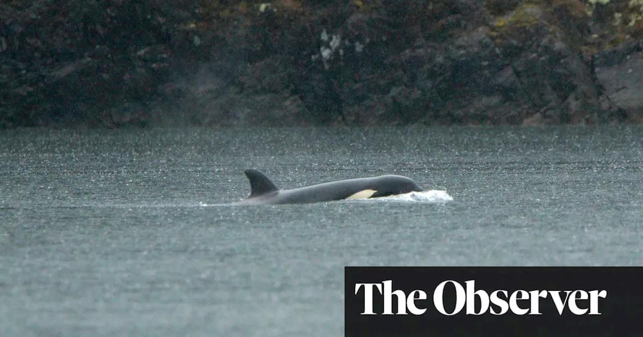 The Fate of Brave Little Hunter: Can the Calf be Reunited with her Pod?