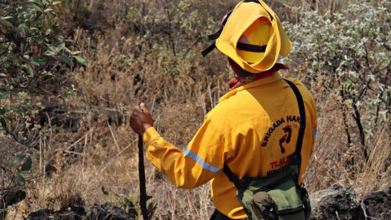 Tlalpan refuerza la prevención de incendios con trabajos de brevas corta fuegos