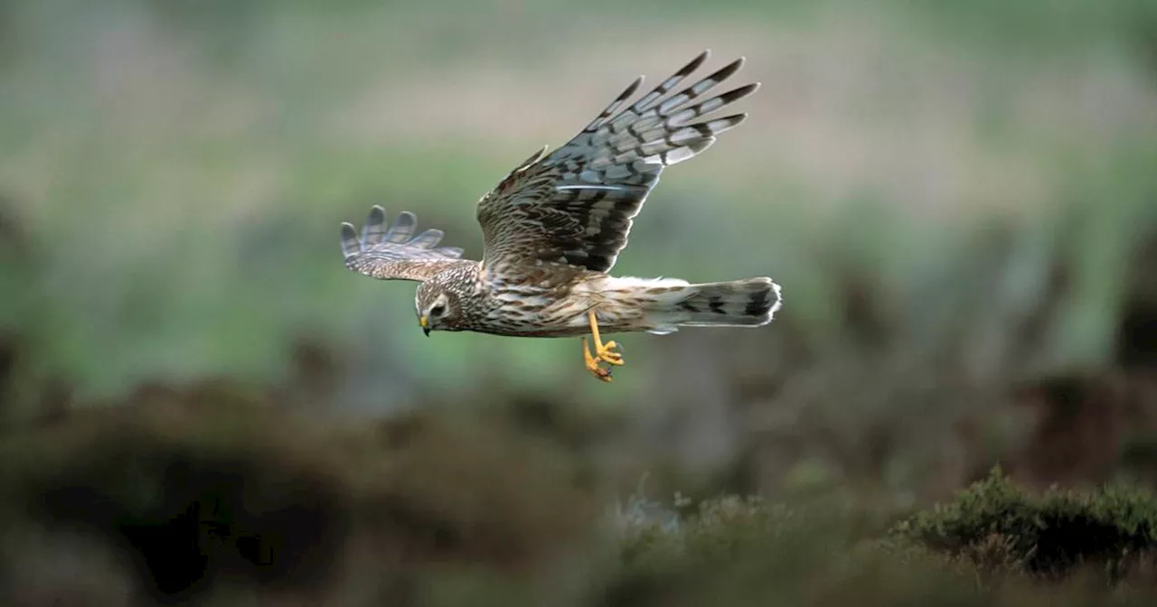 Decline of hen harrier numbers in Northern Ireland by 26% prompts concern