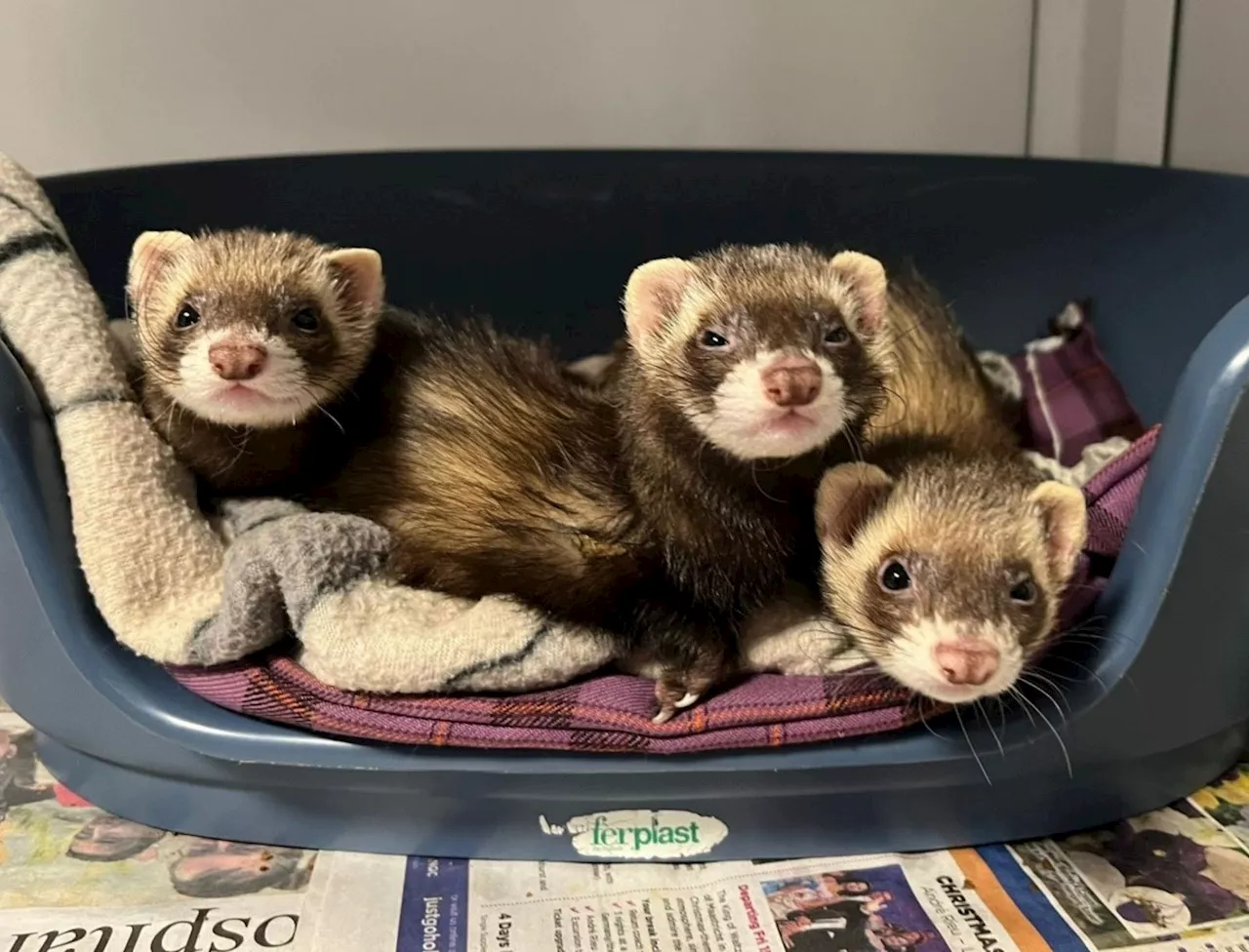 Suffolk RSPCA rescue centre 'overrun' with ferrets seeking new homes