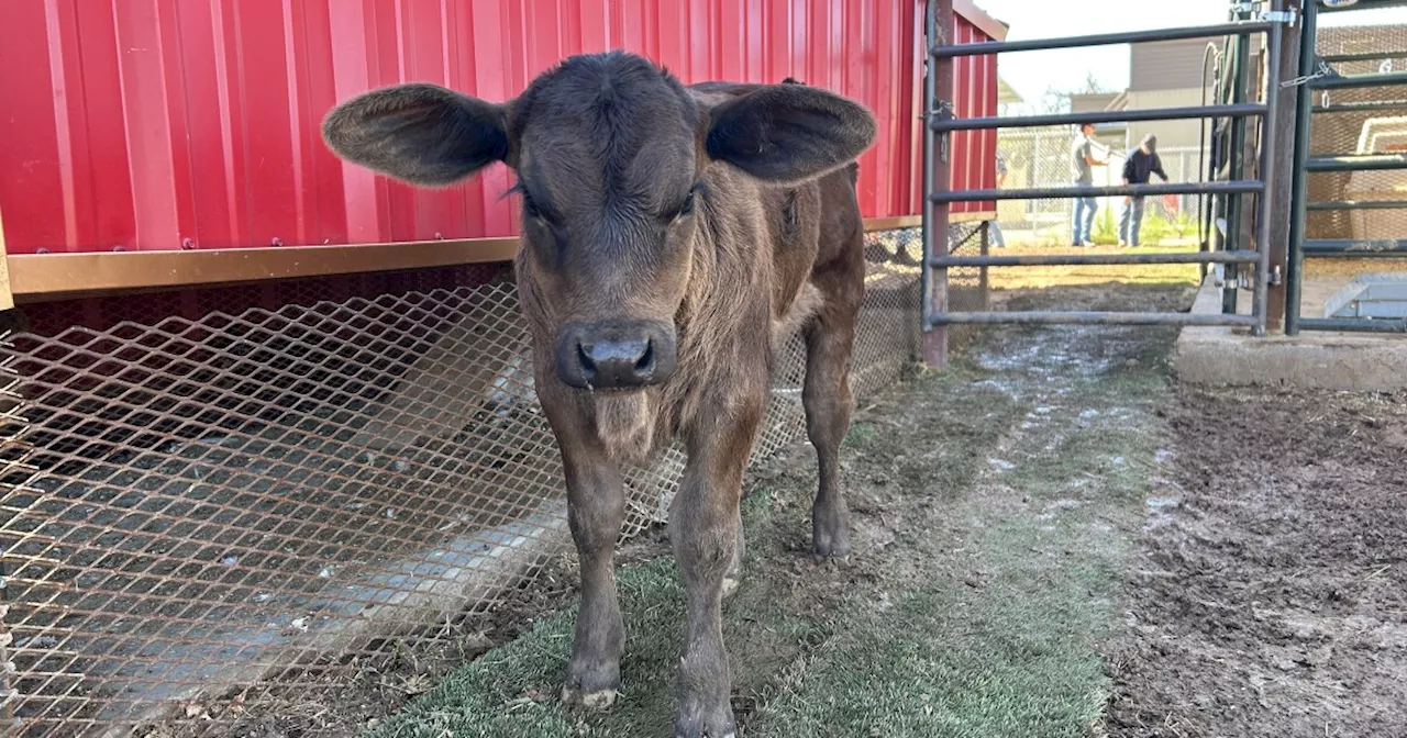 Tanque Verde High School's Cows Give Birth