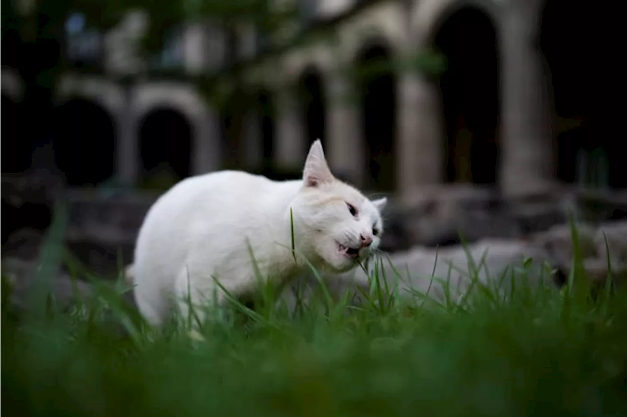 Feral Cats Roam Freely in Mexico's National Palace