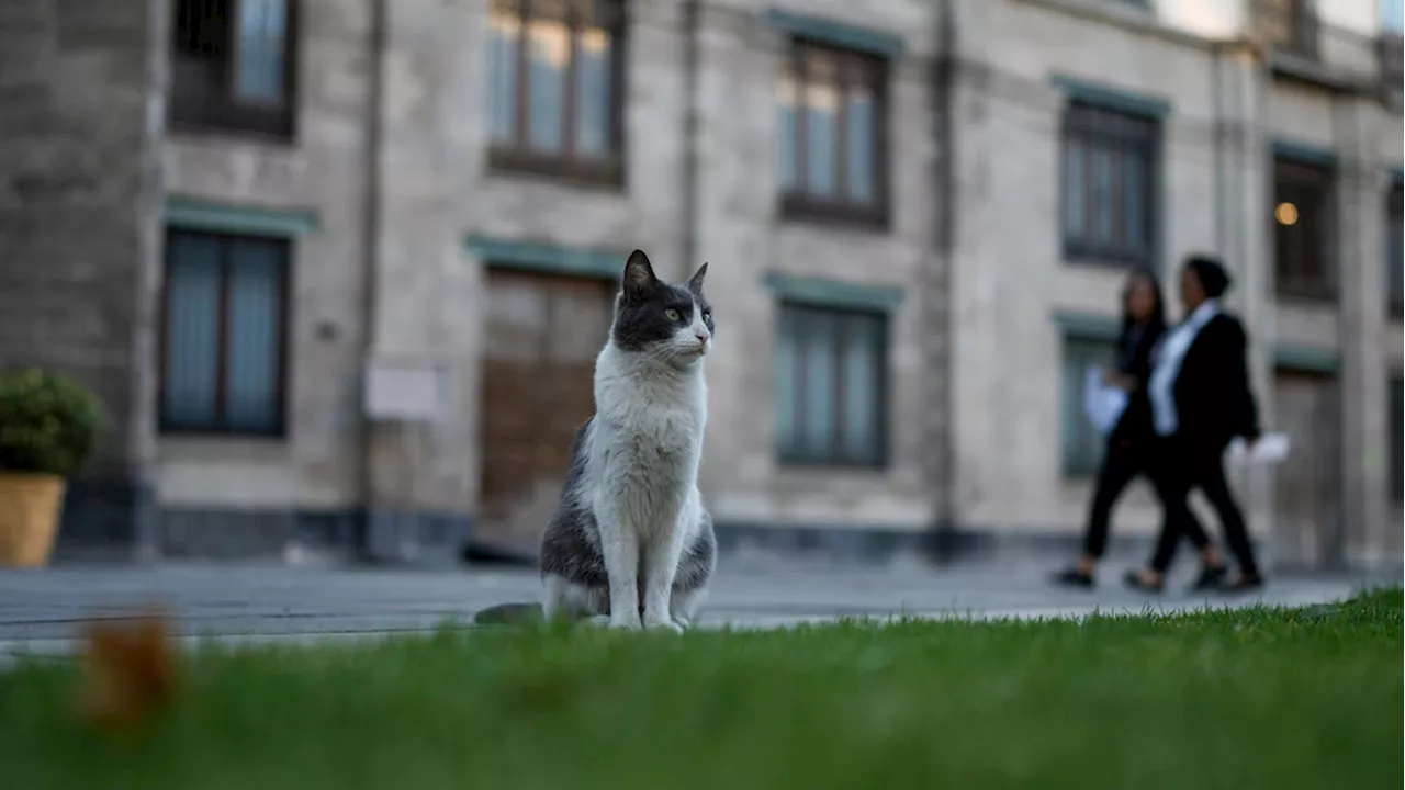 New declaration in Mexico gives 19 cats roaming presidential palace food and care fur-ever