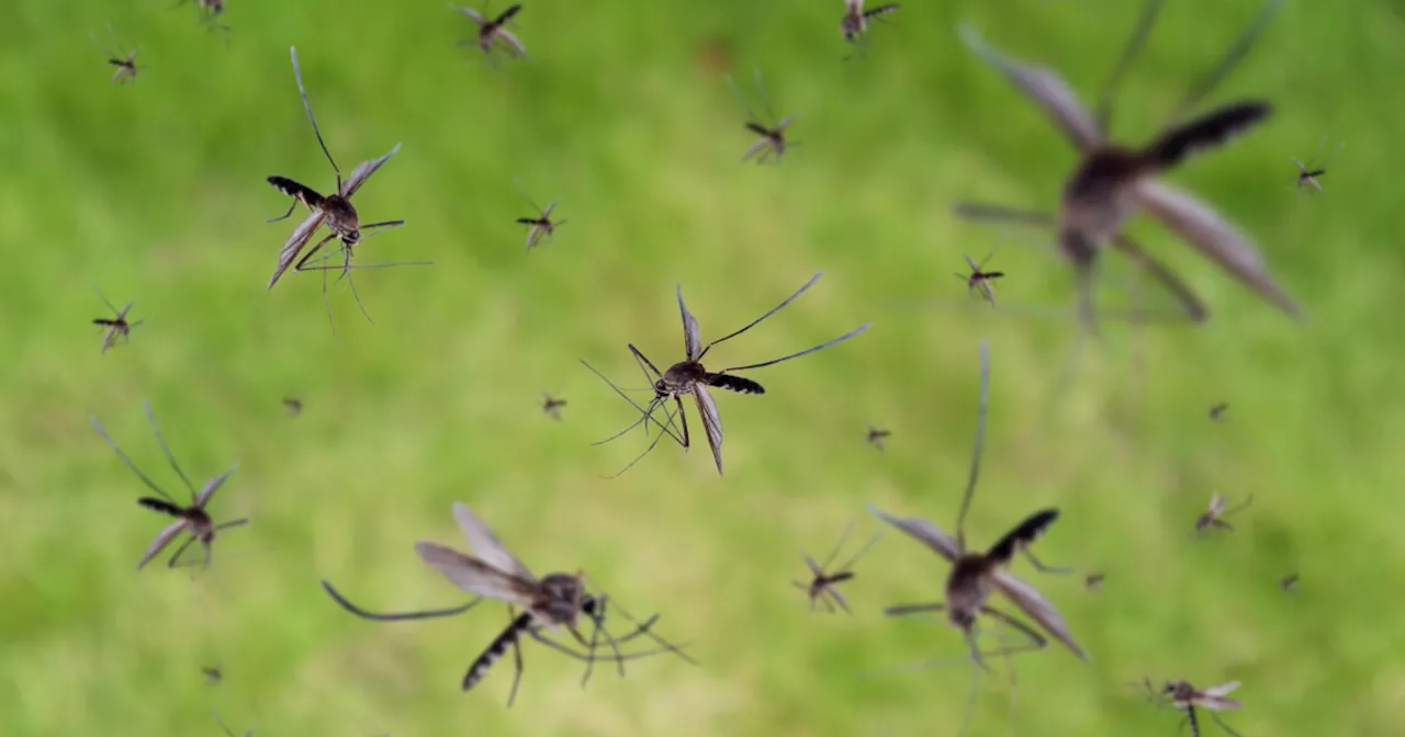 Here Come The Mosquitoes! Just How Bad Things Will Be And Other Things You Should Know