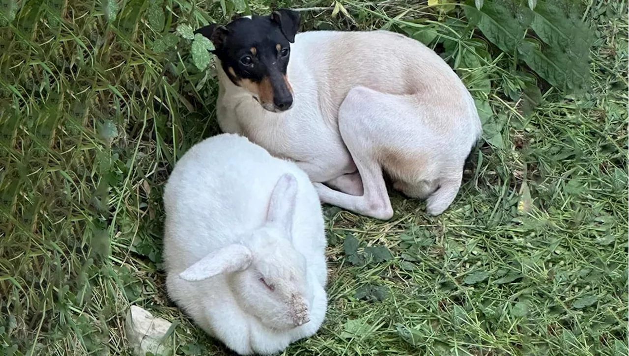 Cucciolo di cane e coniglio abbandonati insieme salvati da buon samaritano