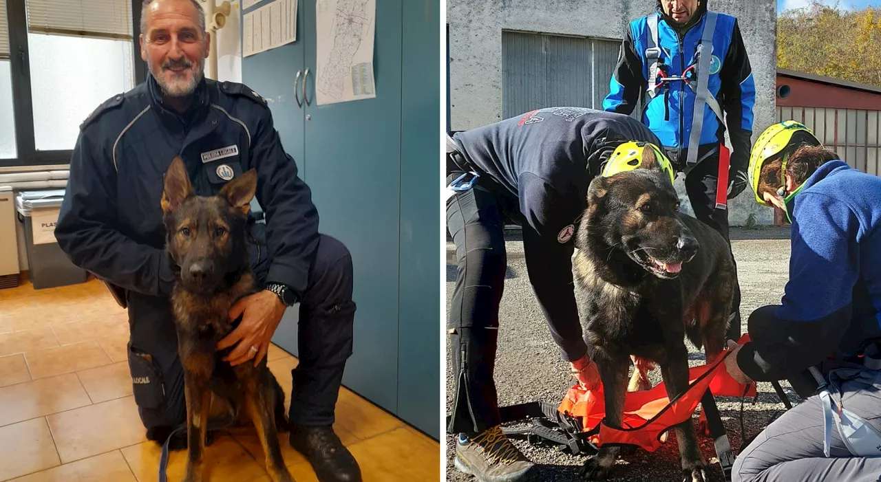 Il cucciolo di pastore tedesco Devil segue le orme del padre nella polizia municipale