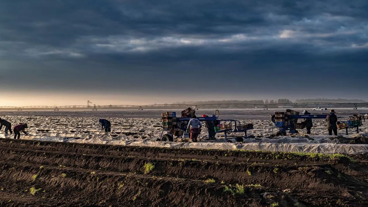 Des Landes au Val de Loire, le parcours du combattant des cultivateurs d'asperges