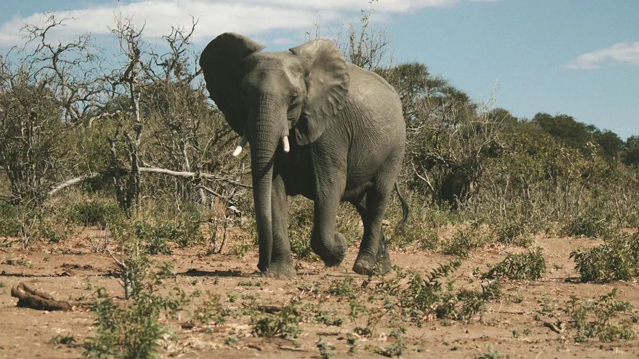 Botswana Threatens to Send 20,000 Elephants to Germany