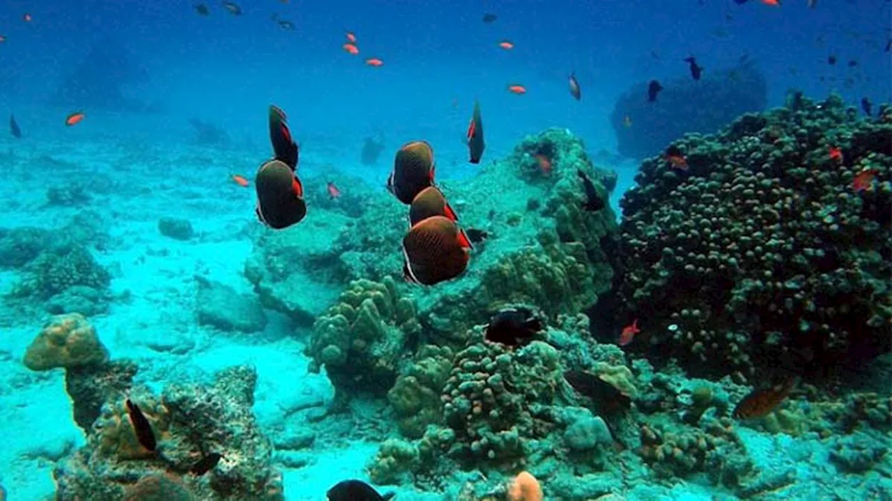 Menikmati Keindahan Pulau Rubiah, Surga Tersembunyi di Aceh