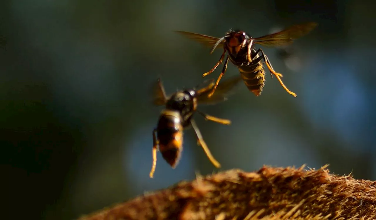 Sorge wegen Insektenart: Wenn Sie ein Nest sehen, melden Sie es!