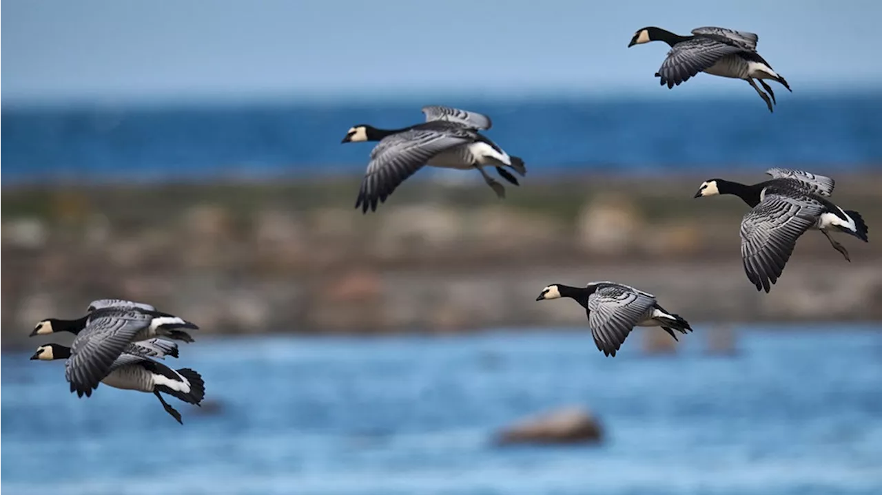 Gänse, Störche, Seeadler: Diese Vögel zeigen sich im Norden