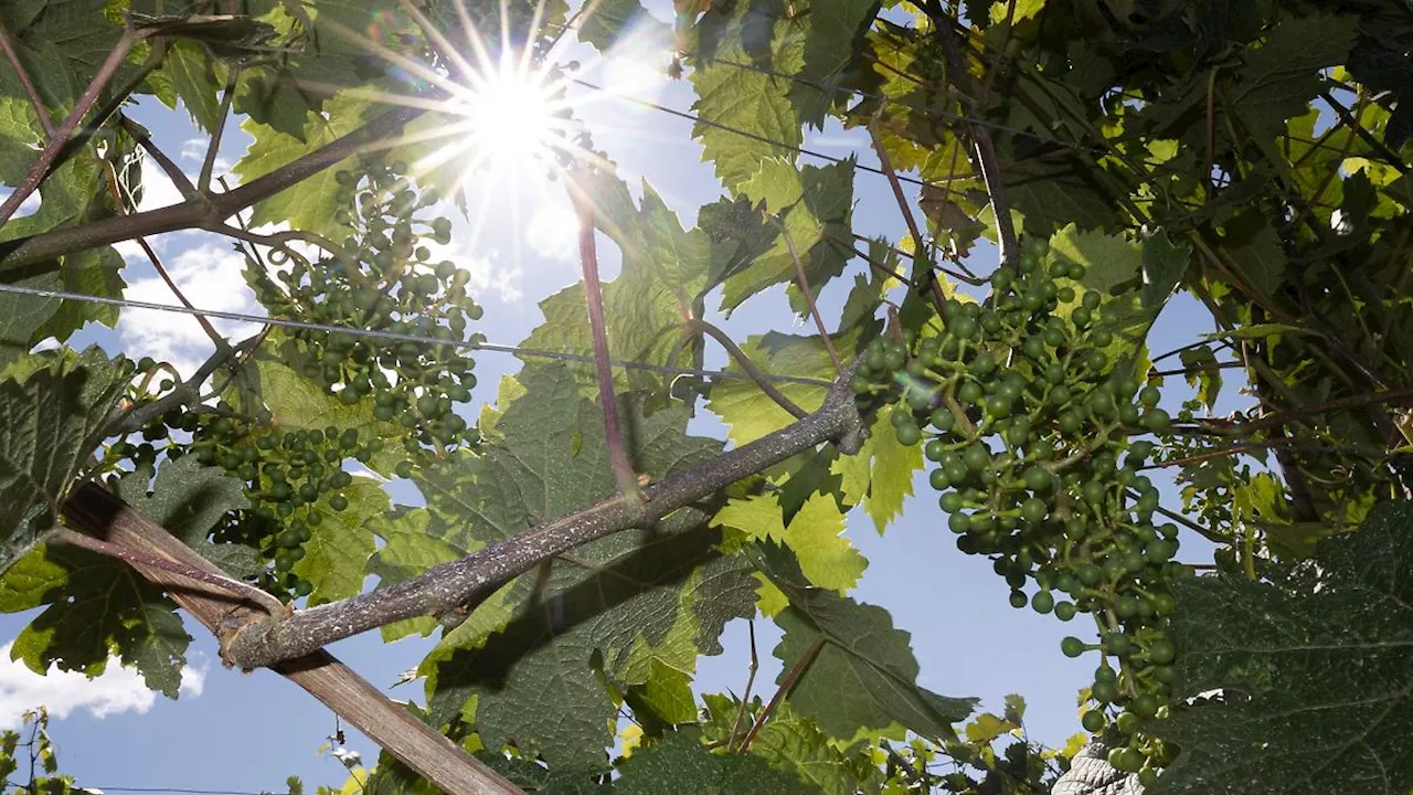 Rheinland-Pfalz & Saarland: Frühsommerliches Wochenende in Rheinland-Pfalz und Saarland