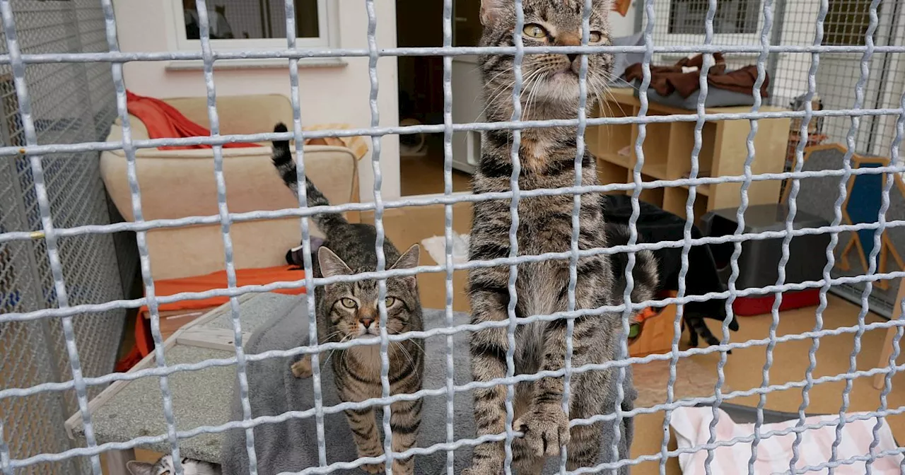 Lübbecker Tierheim will mehr Platz für Quarantäne schaffen