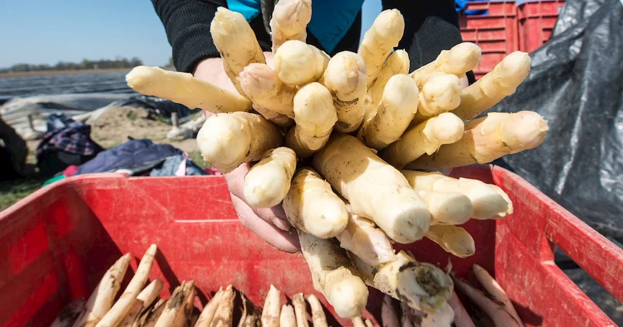 Spargel kaufen in Gütersloh: Hier gibt es jetzt schon frischen Spargel