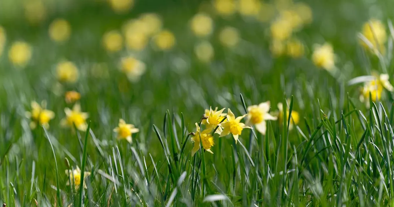 Eifel: Gelbe Pracht, Narzissenblüte hat begonnen