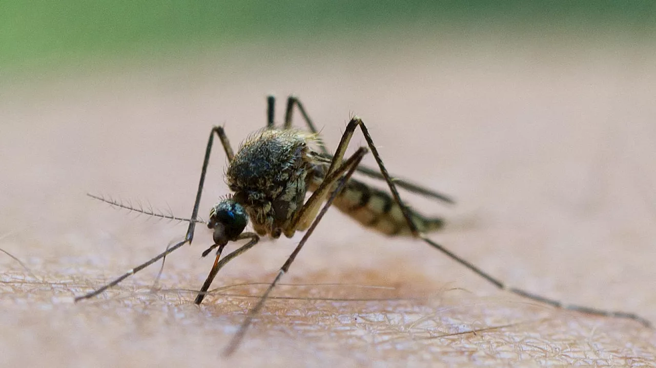 Von wegen süßes Blut! Worauf Mücken wirklich fliegen