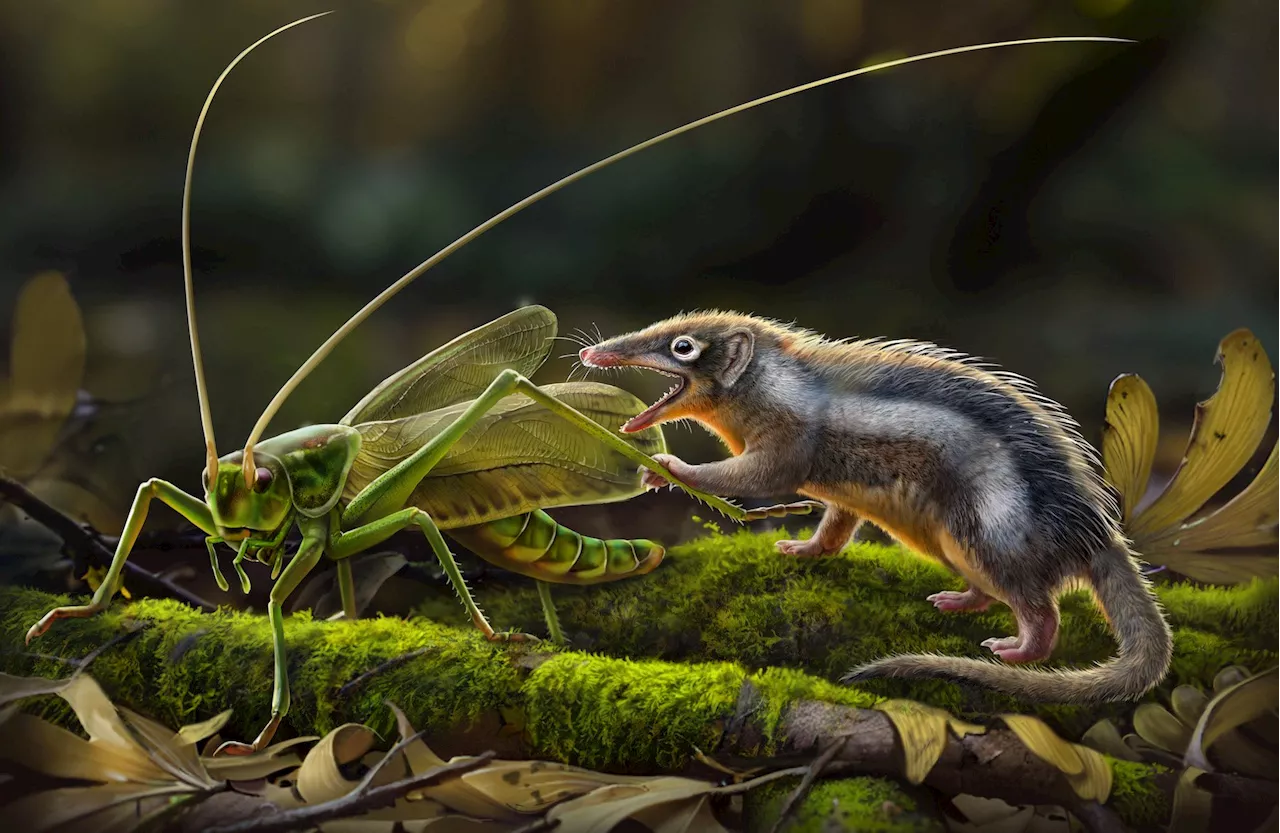 Jurassic Revolution: New Fossils Redefine Mammalian Ancestry