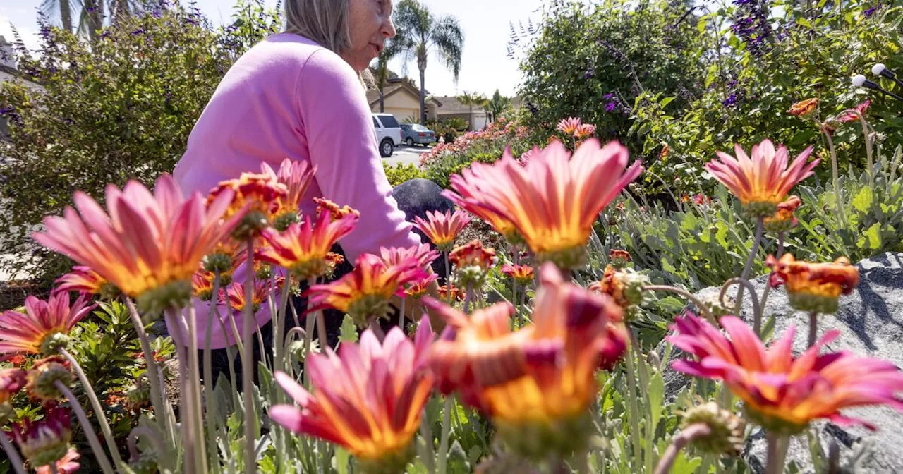 WaterSmart makeover: A low-water 'mountain glade' in Encinitas