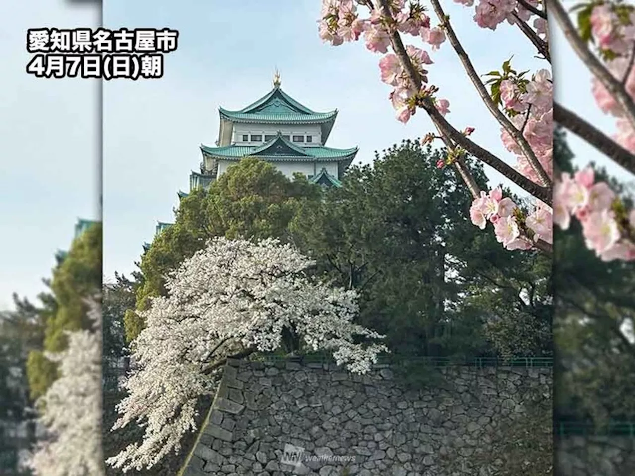 名古屋で桜満開 昨年より11日遅い発表 気象台構内の標本木で観測（2024年4月7日）｜BIGLOBEニュース