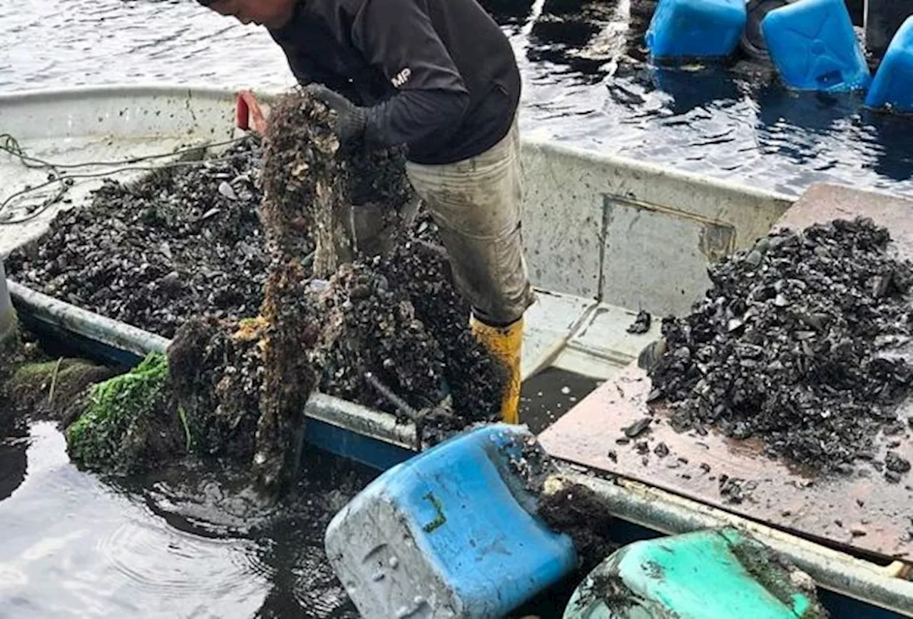 Contaminated mussels: Melaka Fisheries Dept to continue monitoring