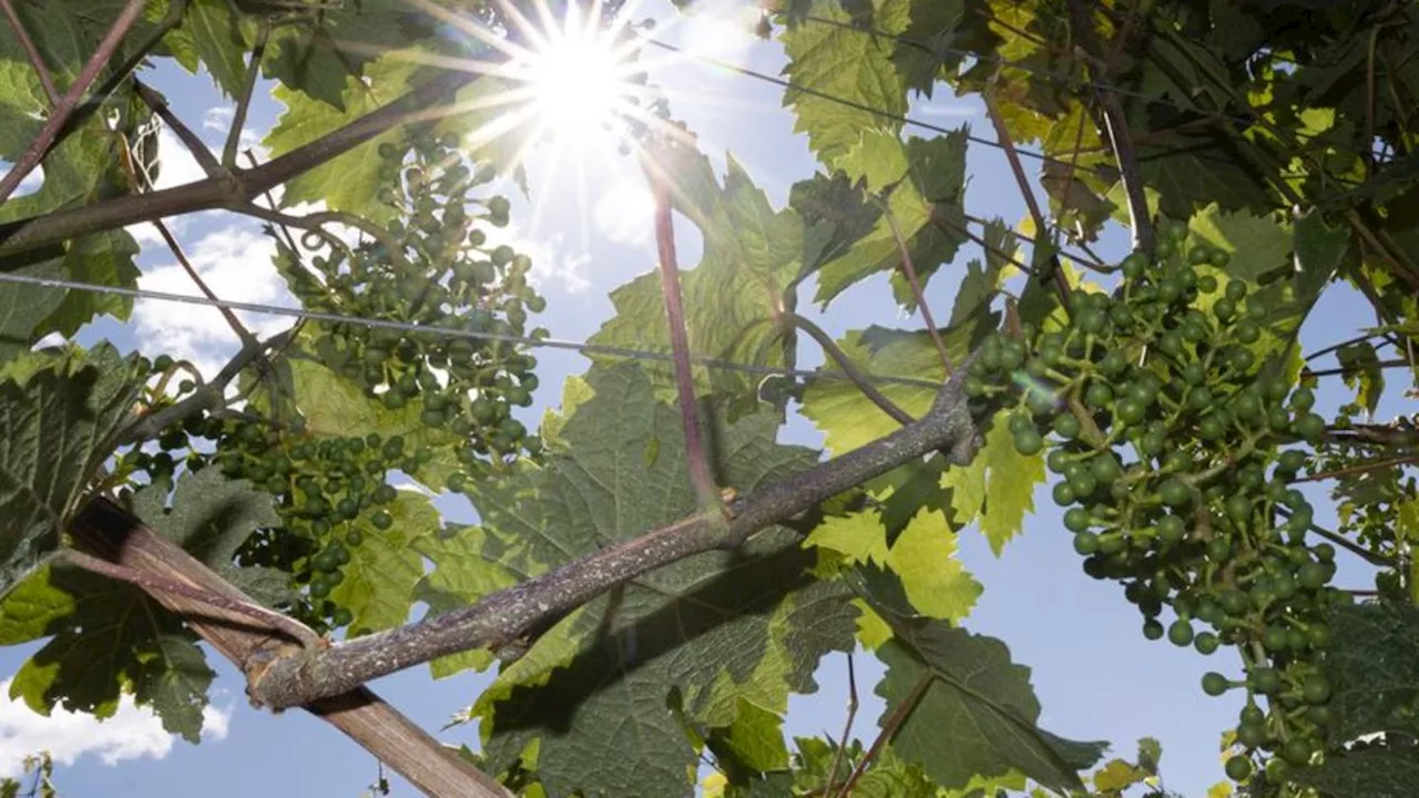 Wetter: Frühsommerliches Wochenende in Rheinland-Pfalz und Saarland