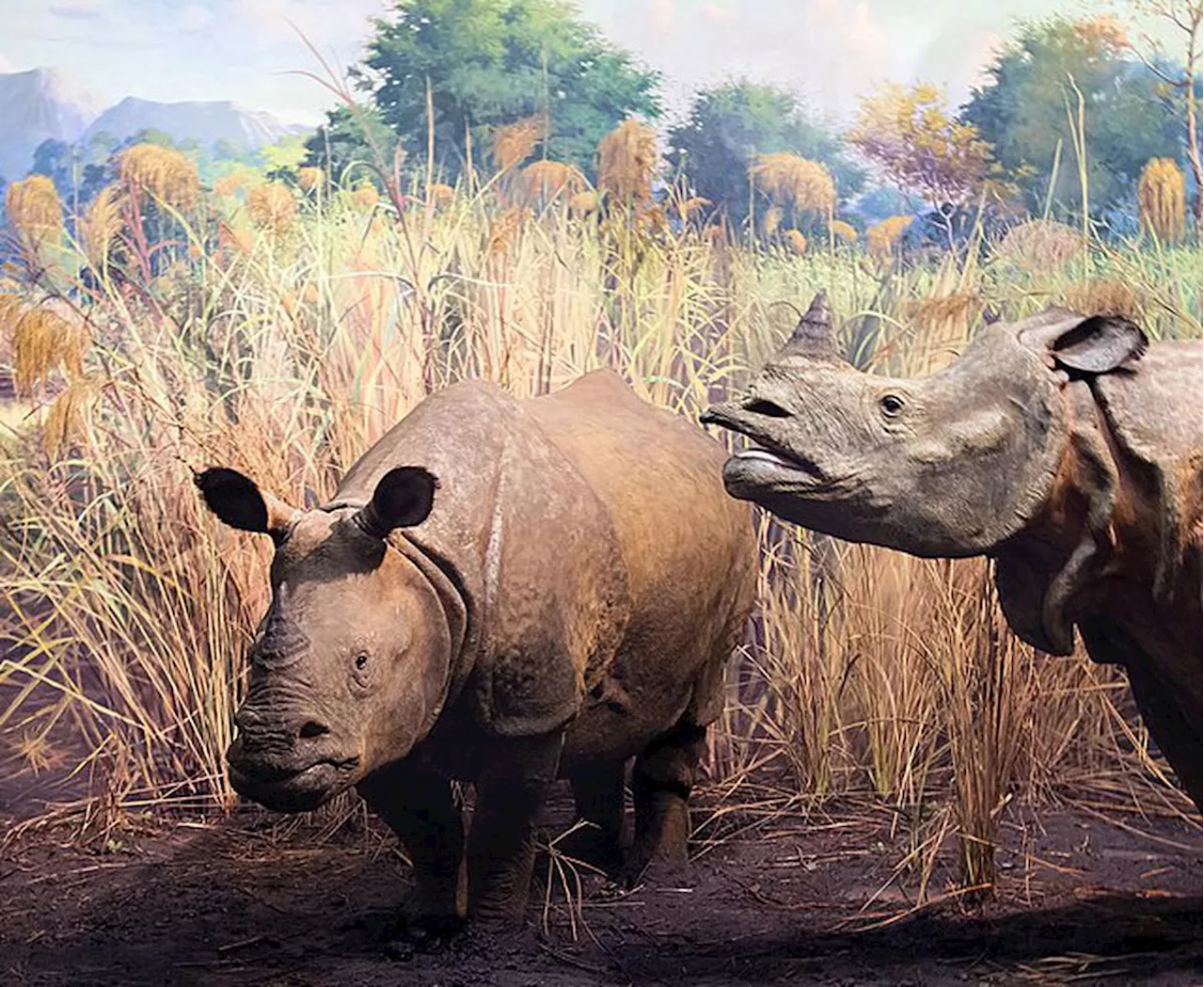 « C’est une bonne nouvelle ! » : un jeune rhinocéros de Java, espèce menacée d’extinction, repéré en Indonésie