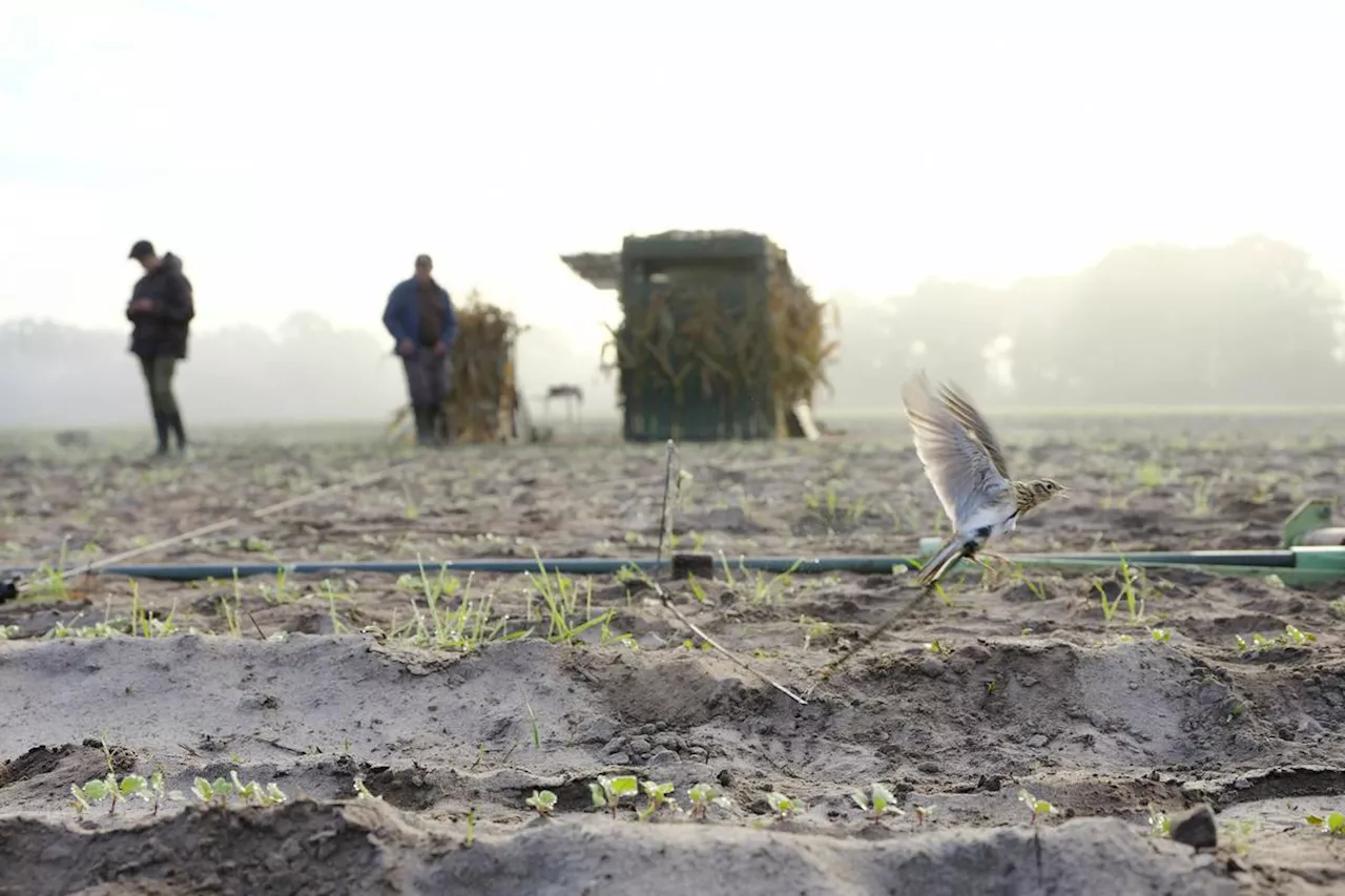 Gironde : la révolte gronde chez les chasseurs d’alouettes aux pantes