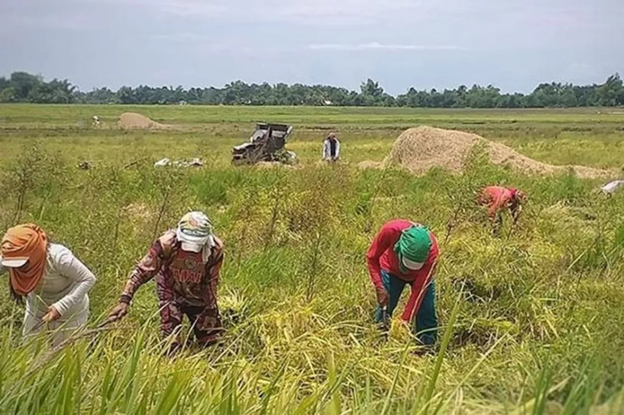 Department of Agriculture Aims to Increase Rice Production and Reduce Costs