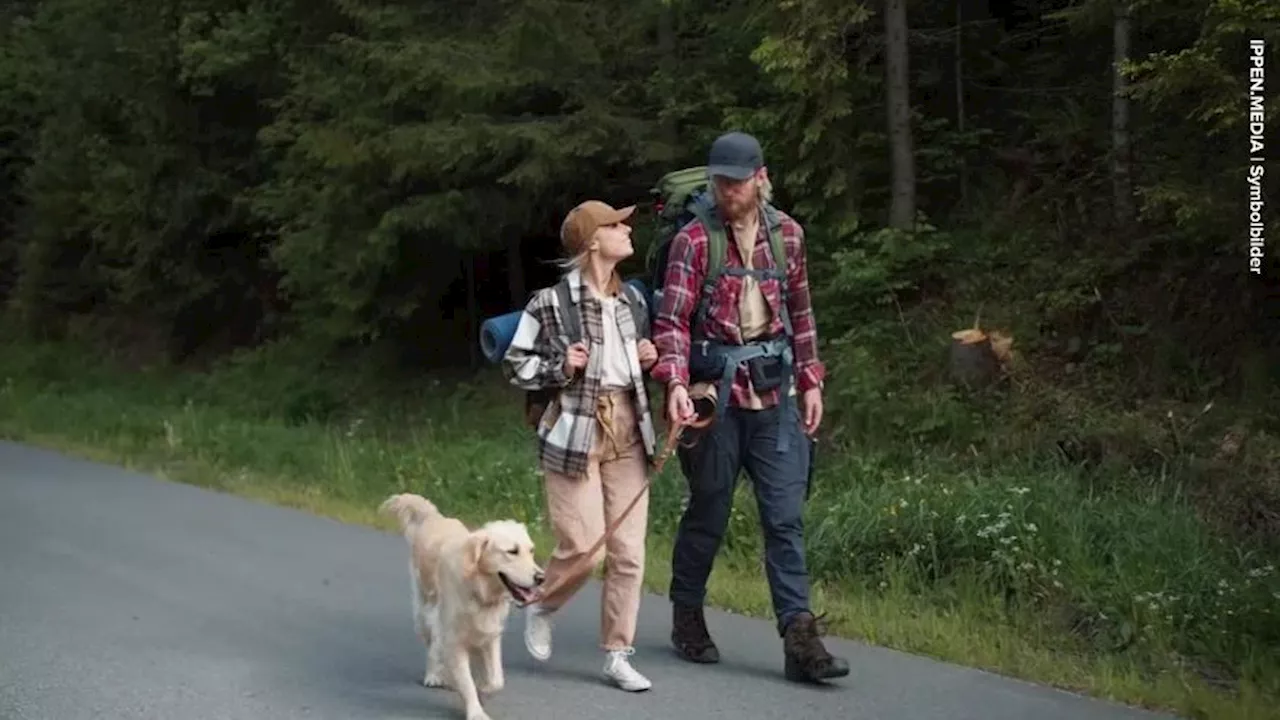 Virales Video: Hund springt nach Matsch-Spaziergang ins Auto