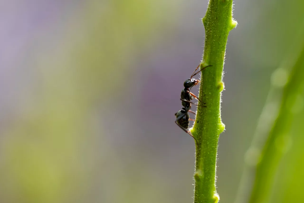 Modern ants evolved alongside their ancient ancestors, study suggests