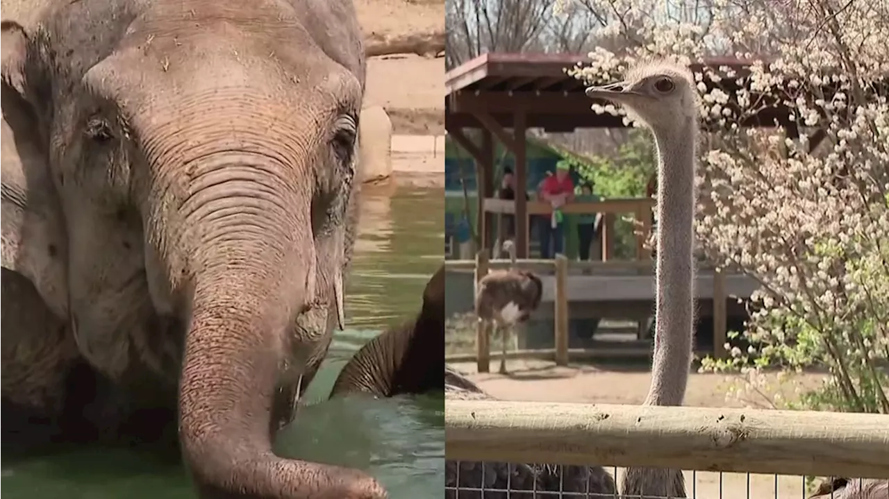 Elephants, ostriches had biggest reactions to eclipse at the Columbus Zoo