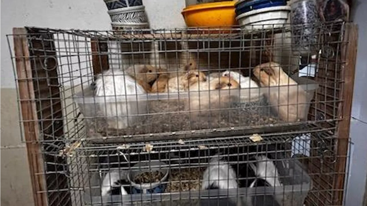 500 guinea pigs living in 'deplorable' conditions rescued from breeder