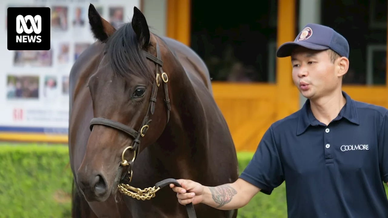 Winx filly by stallion Pierro sells for record $10 million at Inglis Australian Easter Yearling Sale