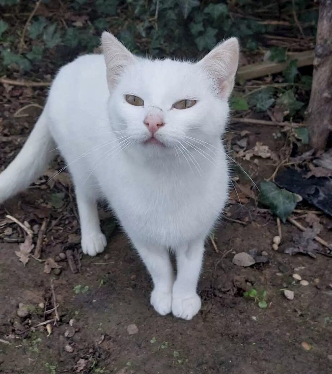 Maltraitance animale en Loire-Atlantique : aidez ces chats en urgence | L'Éclaireur de Châteaubriant