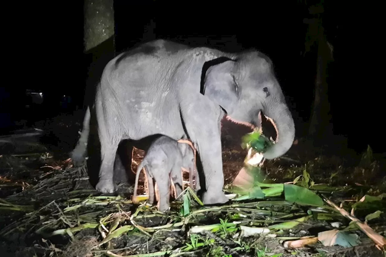 Lahirnya Anak Gajah Sumatera di PKG Riau