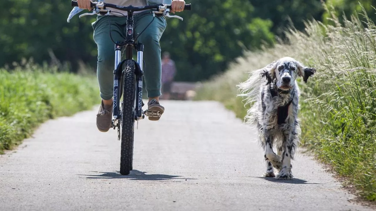 Hunde als Radbegleiter: Tipps für das Training