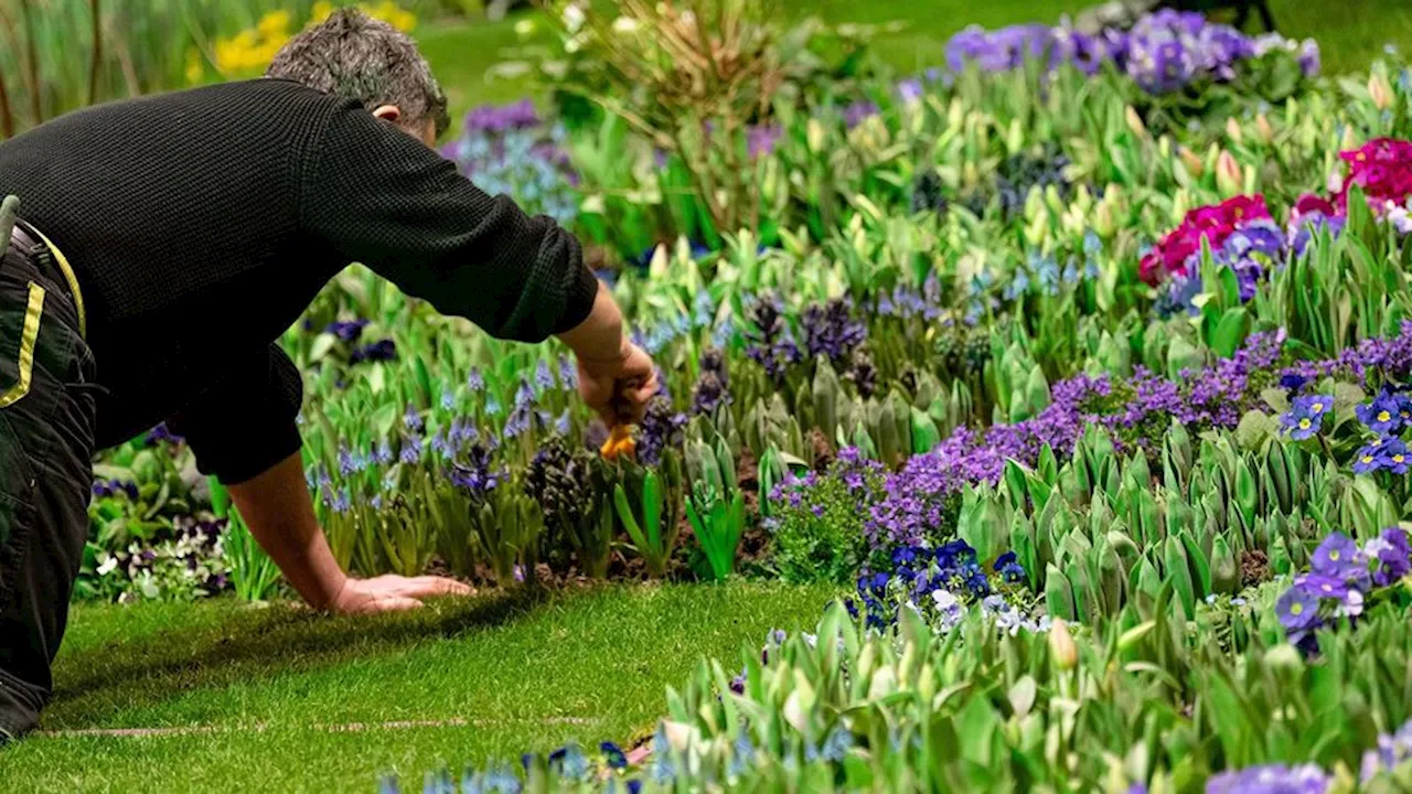 Mühldorf Buchsbaumzünsler Garten Hausmittel Mülltonne So retten Sie die Sträucher vor diesem gefräßigen Feind