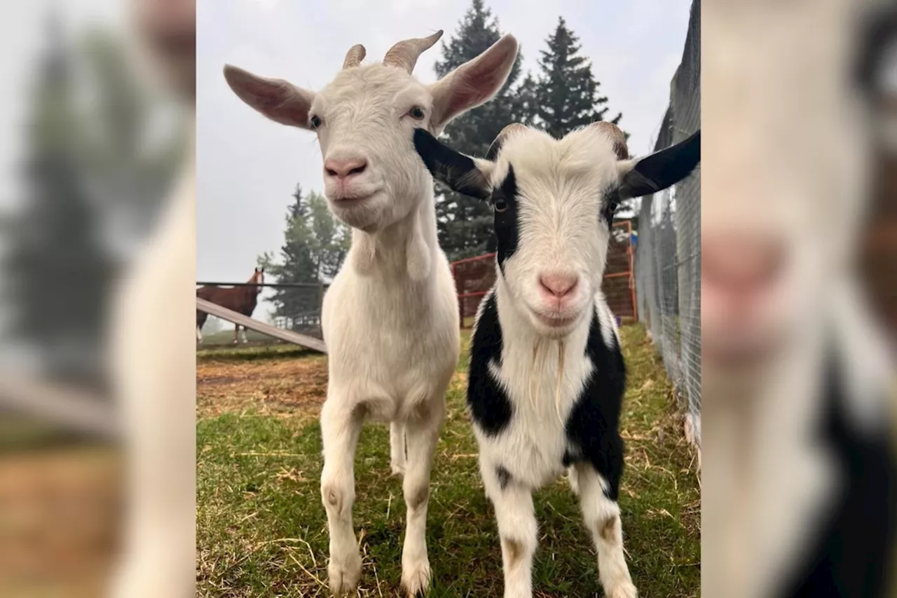 'They're so adorable': Three goats need short-term stay in B.C.