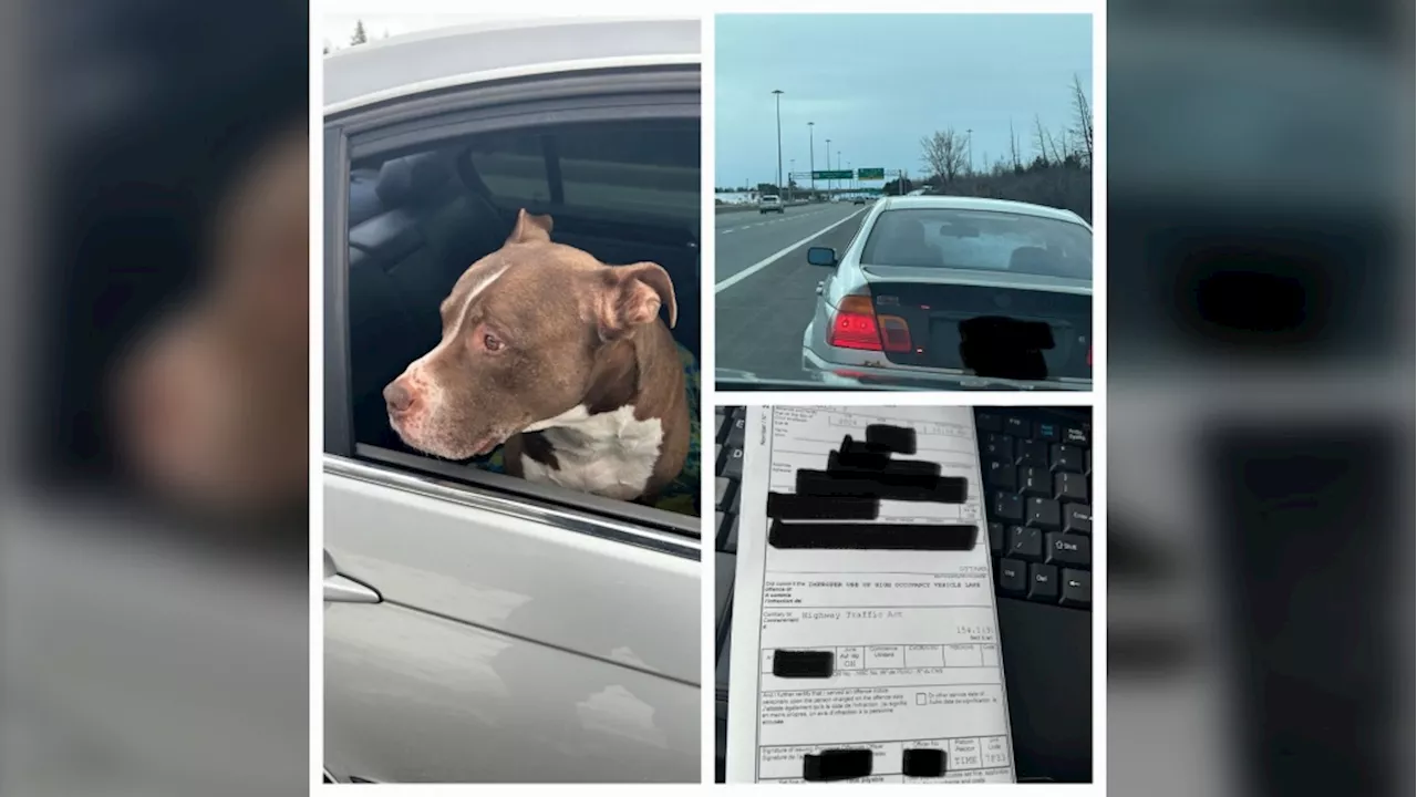 Dogs don't count as 'extra person' on Hwy. 417 HOV lanes, OPP warns