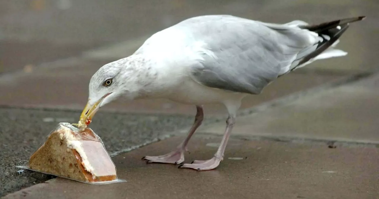 Seagull Headcount to be Carried Out in Dumfries and Galloway