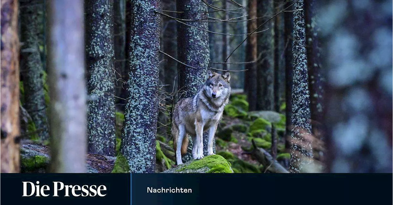 Jugendlicher filmt Wolf vor Schule in Oberösterreich