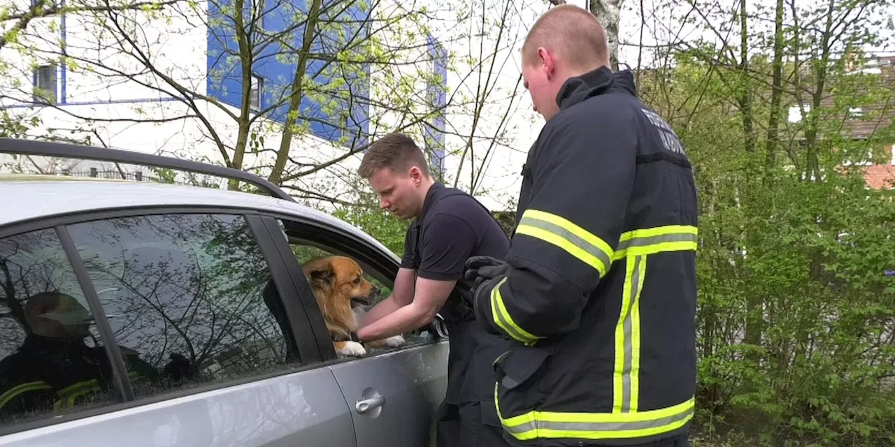 Feuerwehr befreit Hund aus überhitztem Auto – Halterin beschwert sich