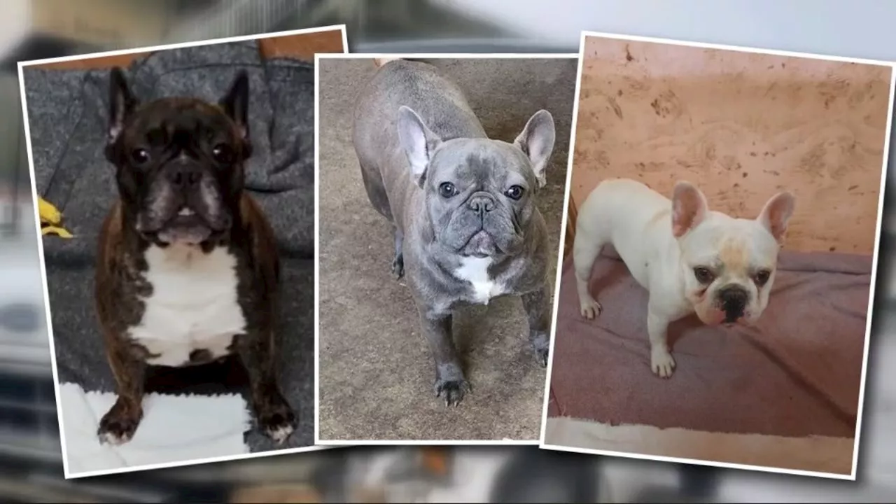 ‘They need to come home’: 3 French bulldogs stolen from van in Kirkland