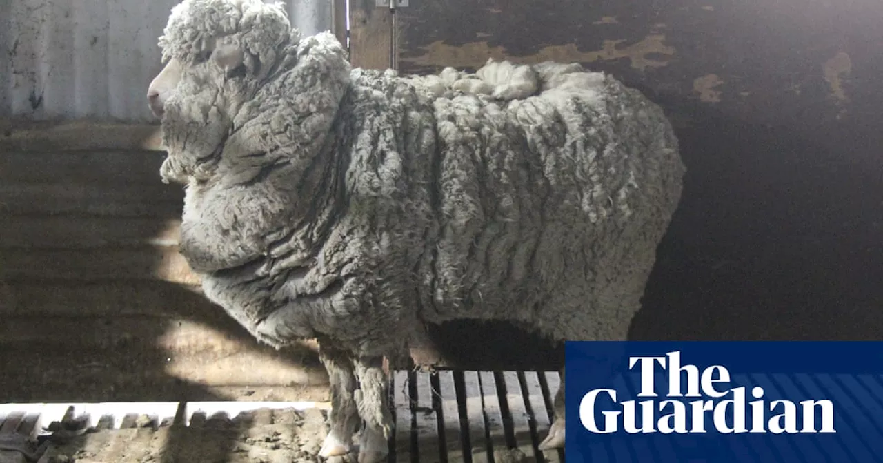 Merino Sheep Found Wandering in Australian Village