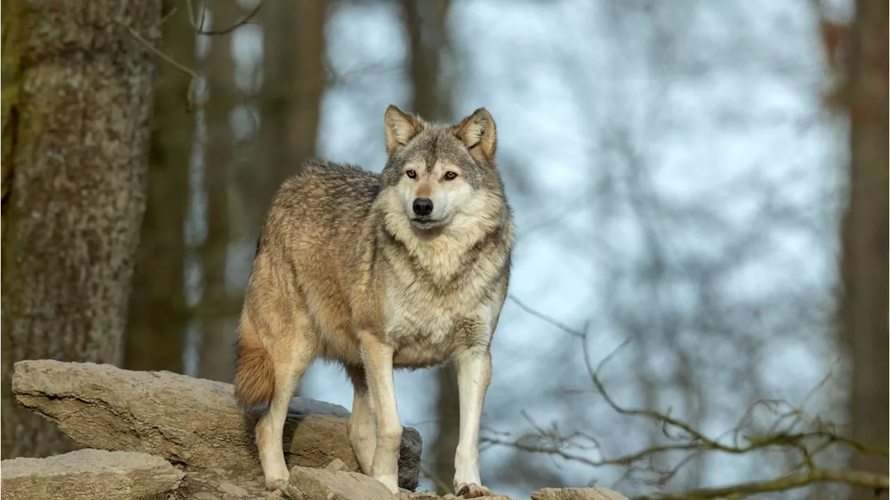 Aufregung in OÖ! Wolf lief vor Schule über die Straße