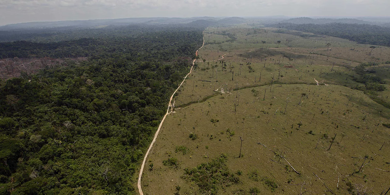 Il disboscamento delle foreste tropicali continua ad essere un grave problema ambientale