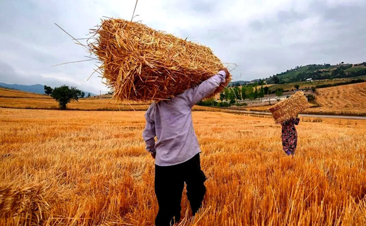 راه‌اندازی ۱۵ مرکز خرید گندم در جنوب سیستان‌وبلوچستان