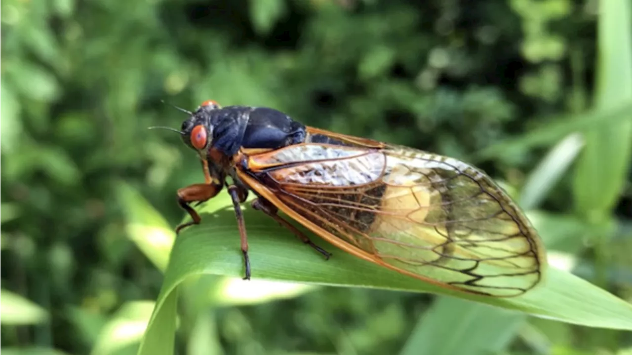 Hyper-sexual 'zombie cicadas' that are infected with sexually transmitted fungus expected to emerge this year